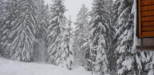 a snow covered forest with snow covered pine trees at Chata Živa pod Babou horou in Oravská Polhora