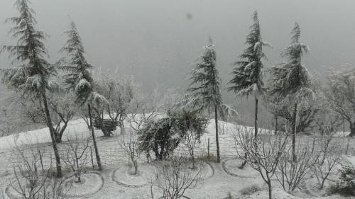 a group of trees covered in snow in a field at Rosewood Estate in Chail