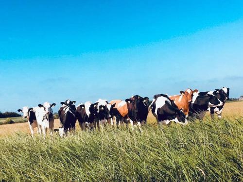 una manada de vacas de pie en un campo en Bauernhof Steffens en Tating
