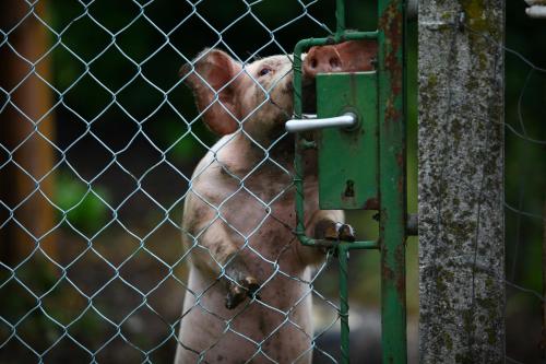 ファームステイの敷地内または近くにいる動物