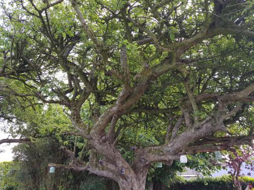 a large tree with lots of branches at La Clé de Taulé in Taulé