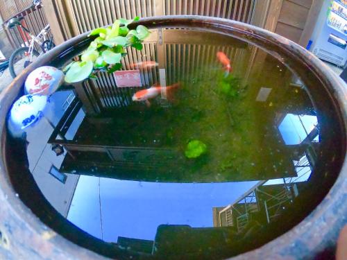 a bowl with a fish in a fish tank at Benidaruma - Ichigo Daifuku in Kyoto