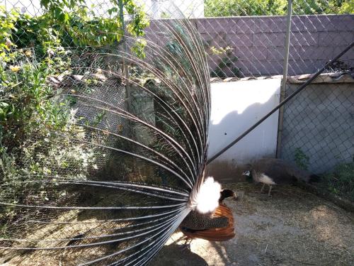 a peacock standing next to a chicken behind a fence at Casa da Paleta in Castelo de Vide