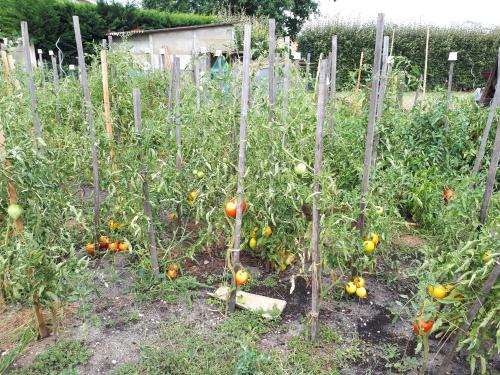 a garden with tomatoes growing in the weeds at Les chambres d'hôtes de Pascale in Mios