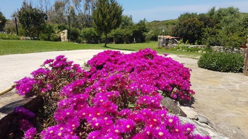 a bunch of purple flowers in a garden at La Chintana in Palmadula