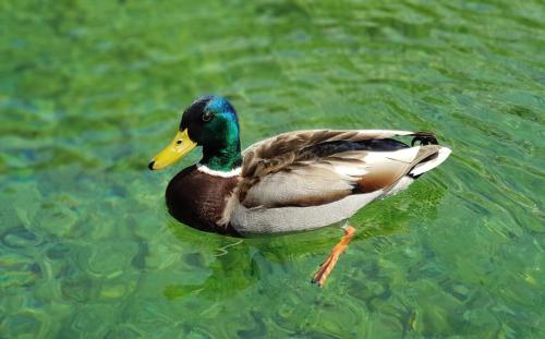 a duck swimming in the water at The OldMillhouse in Mojstrana