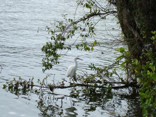 a white bird sitting on a tree branch in the water at Hotel Playa Azul in Catemaco