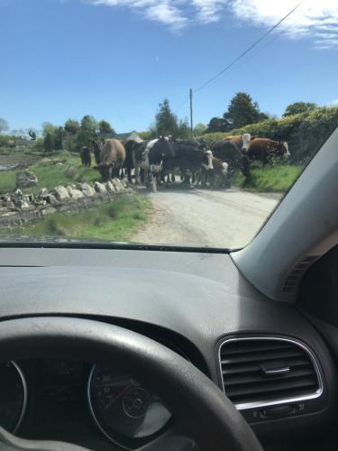 a herd of elephants crossing a road with a car at Horseshoe Cottage in Belfast