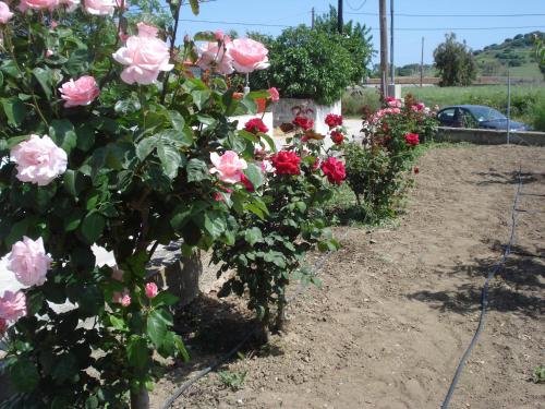 Ein Garten an der Unterkunft Repanidi Apartment D / Ρεπανίδι Διαμέρισμα Δ