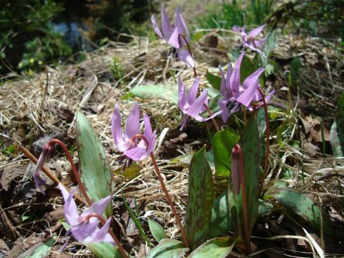 a group of purple flowers on the ground at Togakushi- Kogen Minshuku Rindo in Nagano