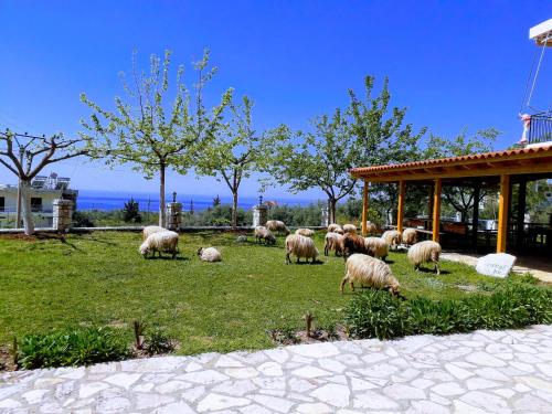 a herd of sheep grazing in a field of grass at Agrotourism Himara in Himare