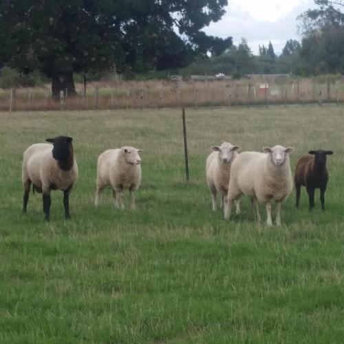 a group of sheep standing in a field at Waihakeke Cottage in Carterton
