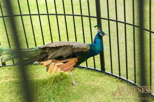 a peacock is standing next to a fence at The Anandi Hotel and SPA - Luxury Healing Hotel for Wellbeing in Shanghai