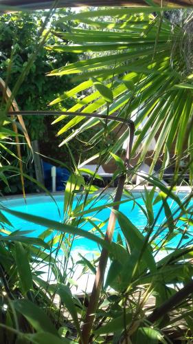 a close up of a palm tree next to a swimming pool at Maison d'hôtes L'îlot bambou in Avignon