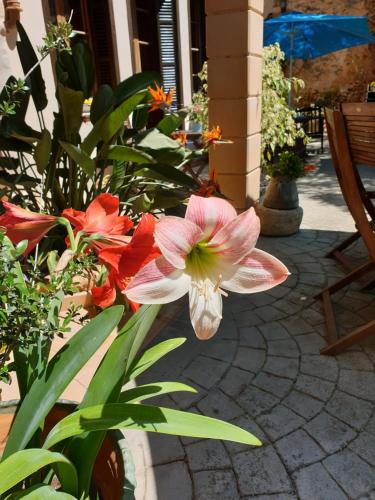 a pink flower is sitting on a patio at Hotel Segles - Turismo de Interior in Campos