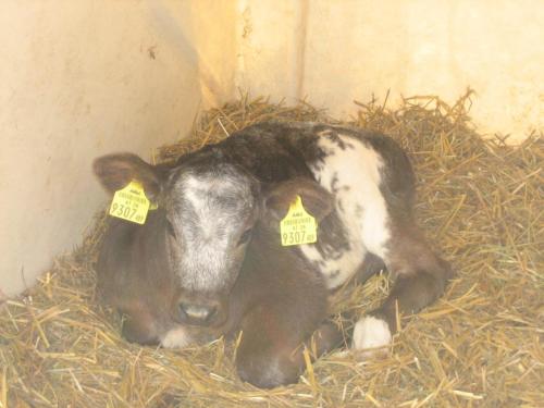 Tiere in der Ferienwohnung oder in der Nähe