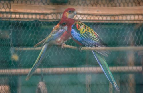 two birds sitting on a branch in a cage at Penzion Kosky in Hamr