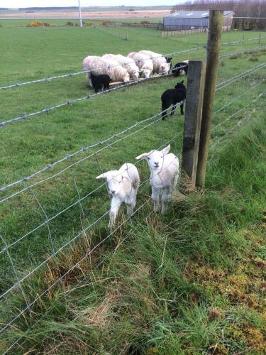 a group of sheep standing behind a fence at Bower Pods in Bowermadden