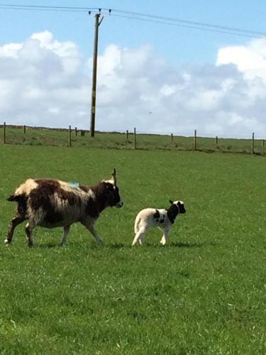 a goat and a baby sheep in a field at Bower Pods in Bowermadden