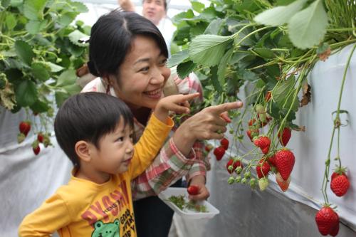 a woman and a little boy looking at strawberries at Fugaku Hanabusa in Izunokuni