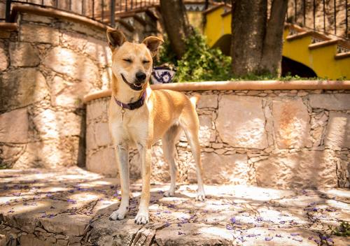 a brown dog standing on a stone wall at Casa Estrella de la Valenciana Hotel Boutique in Guanajuato