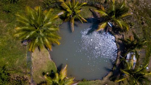 an aerial view of a pool of water with palm trees at Hosteria Guaracú in San Jerónimo