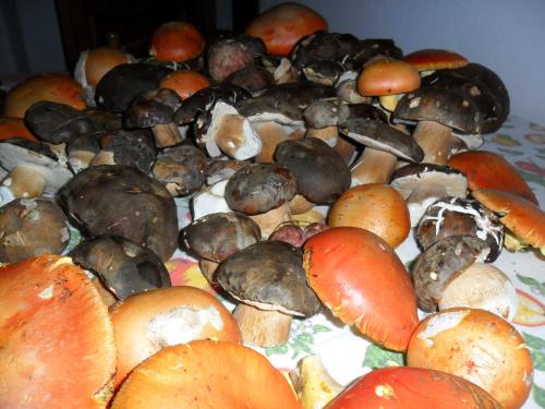 a pile of different types of mushrooms on a table at Antico Restauro in Fonni