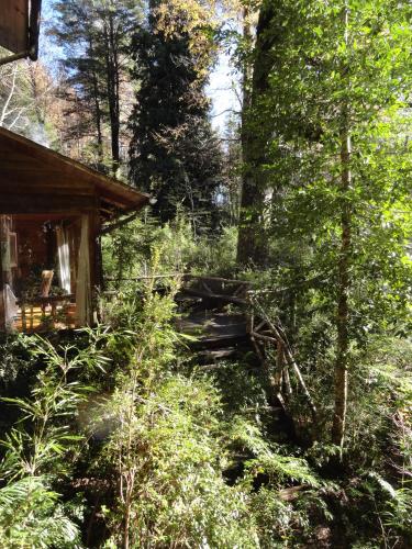 a path leading to a cabin in the woods at Linda Cabaña en Reserva HuiloHuilo in Puerto Fuy