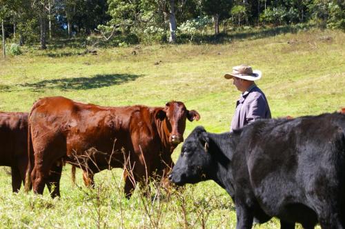 a man in a hat standing in a field with cows at Bellthorpe Stays in Maleny