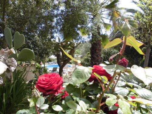 Κήπος έξω από το Agroturismo Na Set Centes - Adults Only
