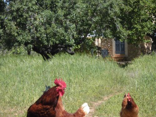 Άλλα ζώα σε αυτό το ξενοδοχείο ή στη γύρω περιοχή