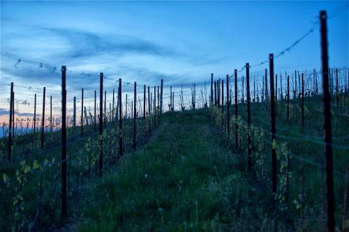 a vineyard with a barbed wire fence in a field at Ciabot Apartments in Treiso