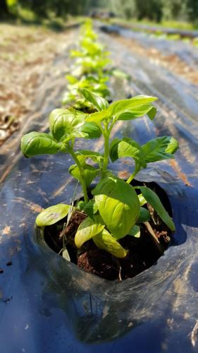 a group of green plants in a pot at Agriturismo Country Casale Rufo in Sonnino