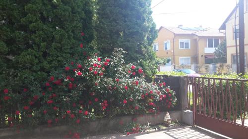 un seto con rosas rojas en una valla en Rubin Apartman, en Hajdúszoboszló