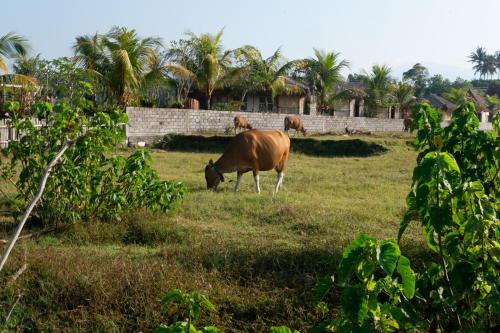 Animals at the resort or nearby