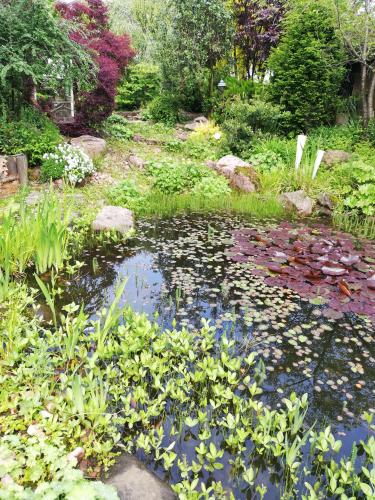 a garden with a pond with lilies and plants at idylische Ferienwohnung in Schollbrunn