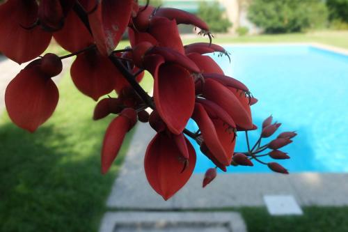 a bunch of red leaves on a tree next to a pool at Casas da Azenha do Rio in Barreiros