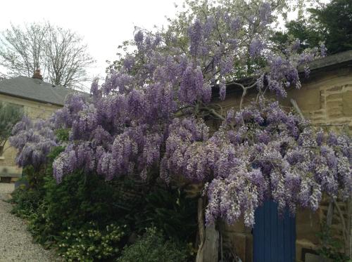 a purple wisteria tree hanging over a fence at PEGASUS in Blainville-sur-Orne