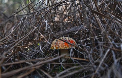 a small orange and white mushroom in the grass at Lo Alto in El Arenal