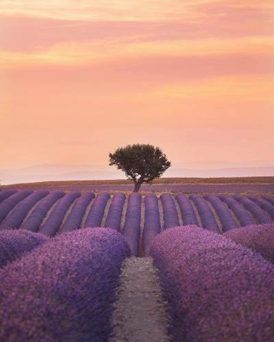 a field of purple flowers with a tree in the middle at Chambres entre Ventoux et luberon in Sault-de-Vaucluse