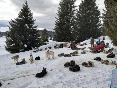 a group of dogs sitting in the snow at Charmant studio cabine COCOON à 100 m des pistes in Chamrousse