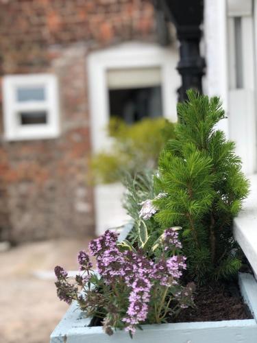 a planter with purple flowers and a pine tree at Carlton Towers Stapleton's & Parkgate's in Carlton