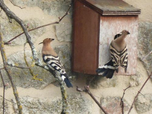 two birds are standing on a bird house at L'Hirondelle Chambres d'Hotes in Saint-Mathieu