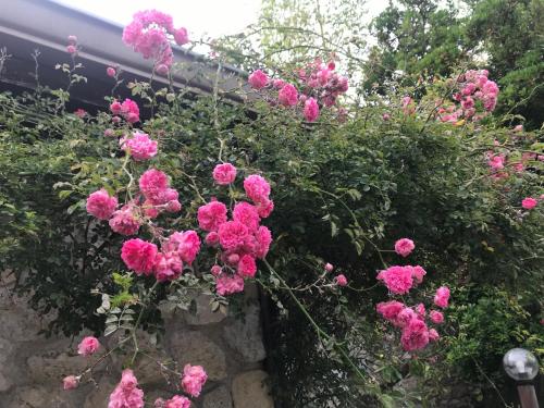 a bunch of pink flowers on a wall at Country House Paola in Marina di Gioiosa Ionica