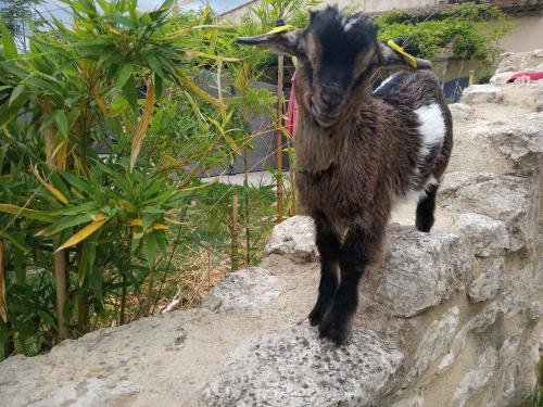 le Mas de la Jardine