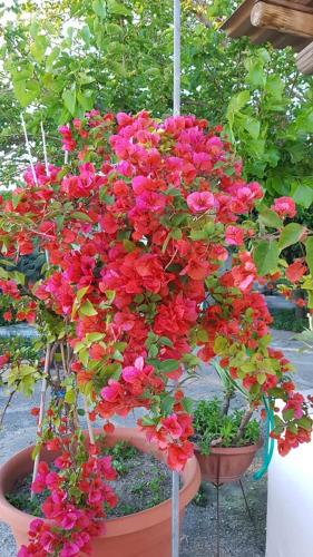 a bunch of red and pink flowers in a pot at Residence Limoneto Ischia in Ischia