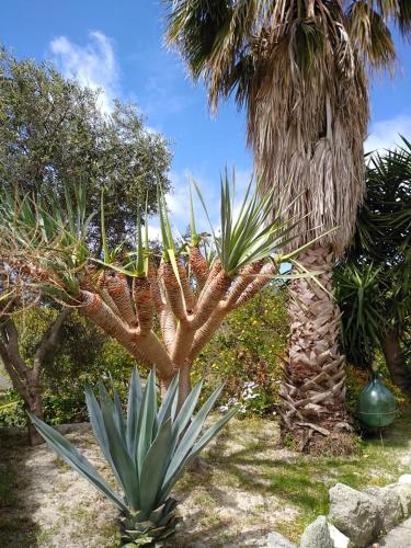 a palm tree with a cactus in a garden at Residence Limoneto Ischia in Ischia