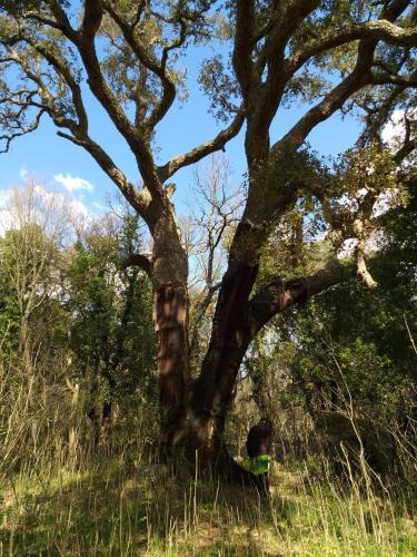 a tree in the middle of a field at La Vecchia Posta B&B in Calangianus
