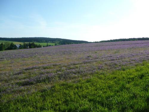 Příroda nedaleko bed and breakfast