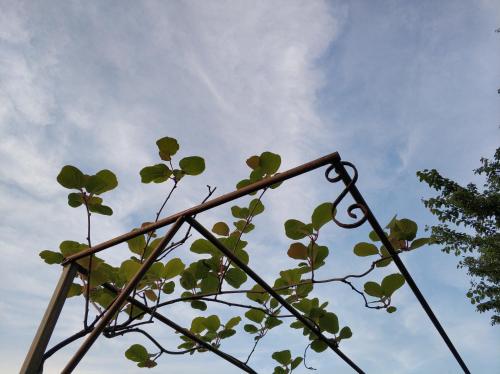 a plant is growing on top of a metal structure at Zapovedni Rai in Primorsko